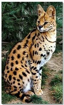 Felis serval