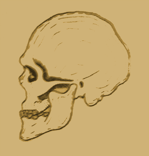 Crâne de l'homme type de Mechta el Arbi
