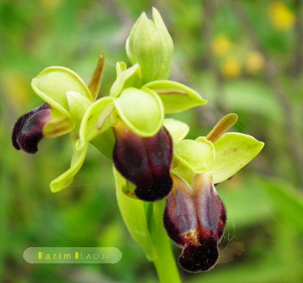 Orchidées de Jijel (Algérie)