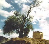 L'olivier de Saint Augustin de Thagaste