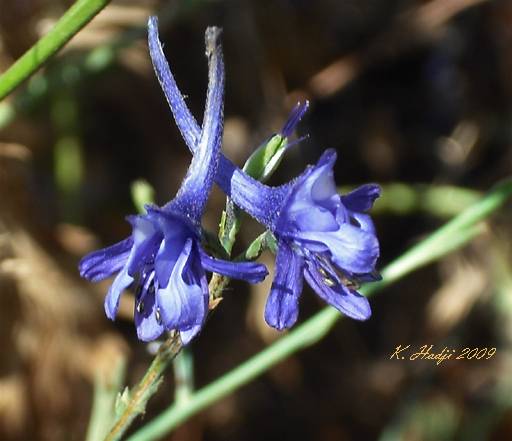 Jolie fleur bleue. Grand Phare Jijel