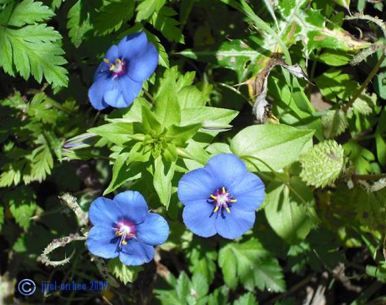 Le bleu de la fleur